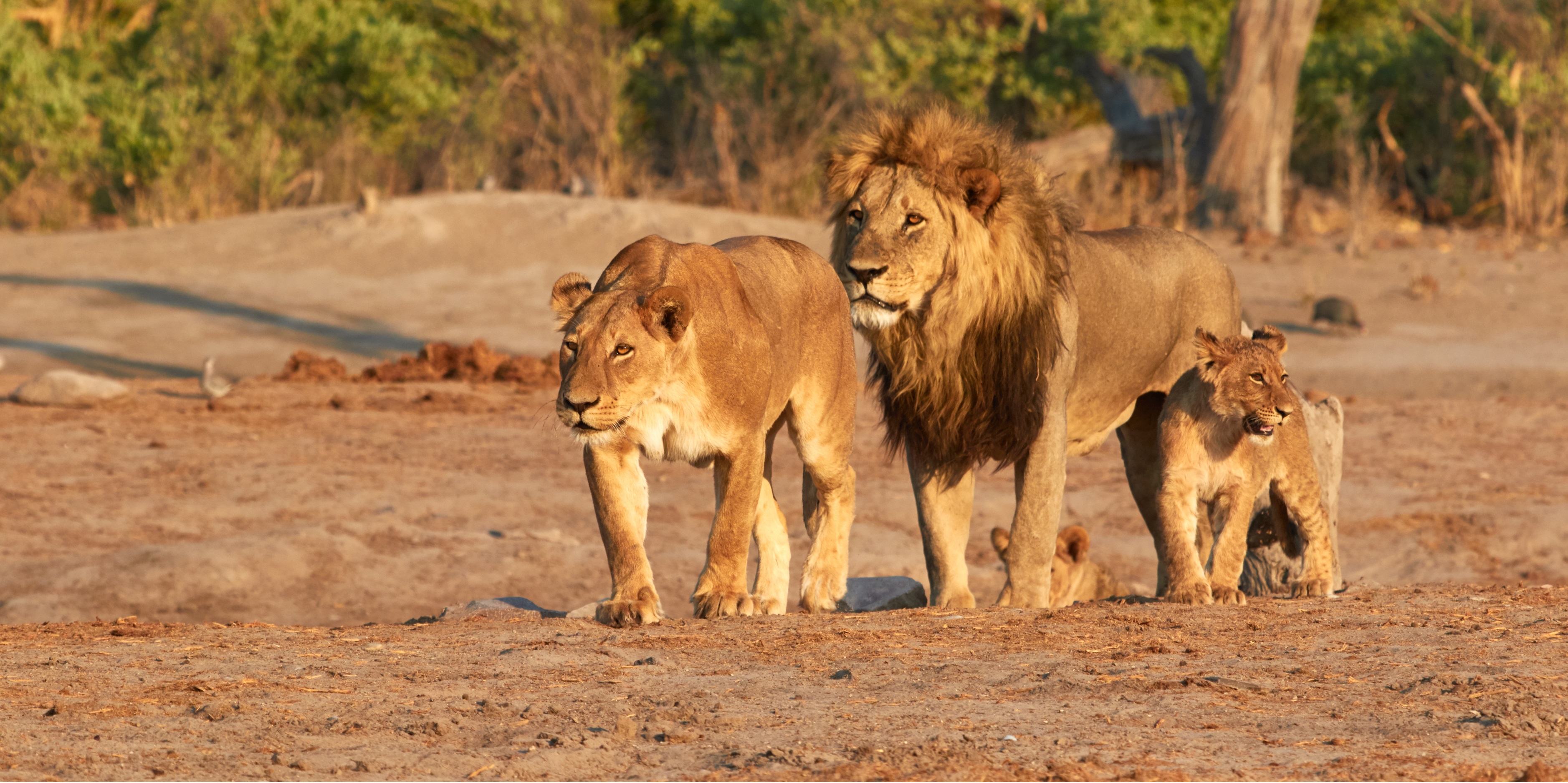 Lions On The Brink New Analysis Reveals The Differing Threats To   Shutterstock 1375251266 RESIZED 2 